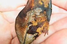 Explore Singharaja Forest Reserve (mirissa/weligama & Galle)