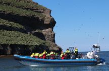 Original Big Whale Safari & Puffins Speedboat Tour from Húsavík