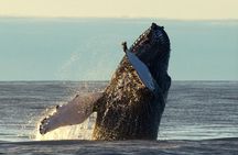 Original Big Whale Safari & Puffins Speedboat Tour from Húsavík