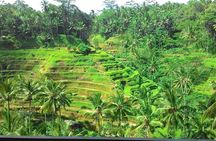Bali in 1-Day : Rice Terrace, Volcano, Tanah lot - All Inclusive