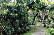 Bali in 1-Day : Rice Terrace, Volcano, Tanah lot - All Inclusive