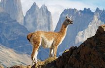 Self Drive Experience in Torres del Paine National Park - 6 Days