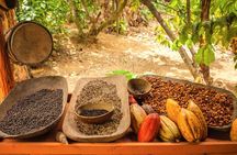 4x4 Dominican Adventure with Chocolate and Coffee Tasting