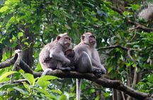 Monkey Forest, Ubud, Waterfall and Rice Terrace