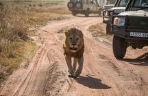 4-Days Private Luxury Safari Zanzibar Fly-In – from Zanzibar 