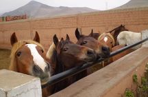 Lima: Premium Peruvian Horse Show with Lunch & Transfers