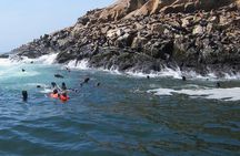 Lima: Palomino Islands Excursion & Swimming with Sea Lions with Hotel Transfers