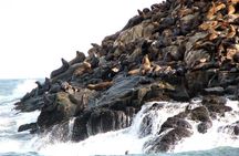 Lima: Palomino Islands Excursion & Swimming with Sea Lions with Hotel Transfers