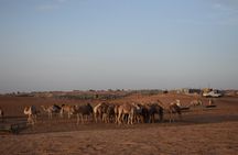 6 Hour Private Evening Desert Safari With BBQ Dinner