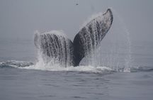 Private Whale Watching Tour
