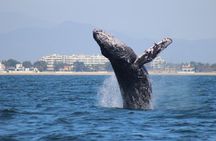 Private Whale Watching Tour