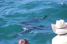 Wild Dolphin Encounter in Puerto Vallarta