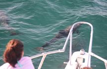 Wild Dolphin Encounter in Puerto Vallarta