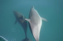 Wild Dolphin Encounter in Puerto Vallarta