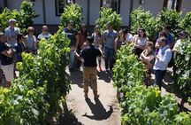 Santa Rita Winery Selection Tour