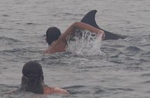 Private Wild Dolphin Encounter in Puerto Vallarta