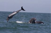Private Wild Dolphin Encounter in Puerto Vallarta