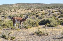 Cruise Shore Excursion Peninsula Valdes - Pto Madryn - Patagonia - Argentina