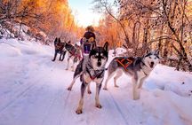 Half Day "Drive Your Own Dog Team" Dog Sledding Tour