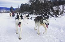 Half Day "Drive Your Own Dog Team" Dog Sledding Tour
