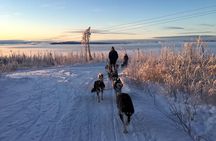 Half Day "Drive Your Own Dog Team" Dog Sledding Tour