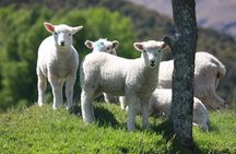 Lord of the Rings Scenic Half Day Tour from Queenstown