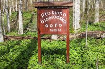 NP Biogradska Gora and Canyon Moraca (Private tour)