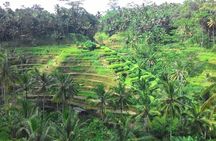 Bali Ubud & Kintamani Volcano Tour -All Inclusive