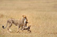 5 Day Serengeti, Tarangire, & Ngorongoro & Manyara Grass Root Safari.