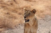 5 Day Serengeti, Tarangire, & Ngorongoro & Manyara Grass Root Safari.