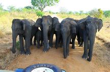 7 Days 6 Nights Package Tour with Holiday Walkers Sri Lanka