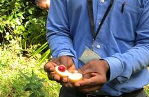 Zanzibar Must-see Sights with Lunch and Transfers