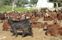 Troodos Mountains Villages: All Inclusive Food & Wine Day Tour