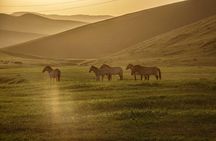 2 Days Tour: Khustai National Park