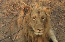 2 Days 1 Night Kruger Safaris from Maputo city