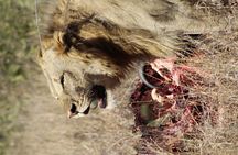 2 Days 1 Night Kruger Safaris from Maputo city