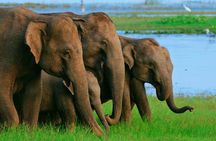  Half Day - Minneriya National Park Safari Tour From Habarana/Sigiriya