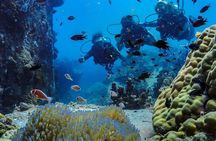 Basic Diver ( One Day Experience)