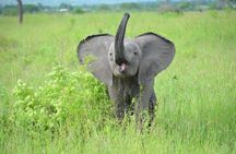 2 Days 1 Night Mikumi National Park from Dar es salaam