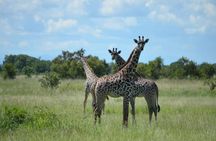 3 Days 2 Nights Mikumi National Park from Dar es salaam road trip