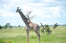 2 Days 1 Night Mikumi National Park from Dar es salaam