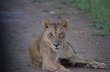 Ngorongoro Crater Day Trip Joining Safari From Arusha