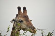 2 Days 1 Night Kruger Safaris from Maputo city