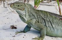4-Hour Catamaran Sail and Snorkel Tour from Grace Bay