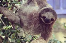 Goodman's Tour to the Sanctuary of Rescued Wild Animals
