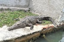 YS Falls and Black River Safari Guided Tour from Montego Bay and Grand Palladium