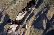 Colca Canyon 2 - Days From Puno To Arequipa
