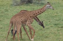 Manyara and Ngorongoro Crater