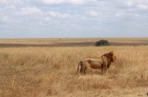 Daily departures 3 days masai mara by landcruiser