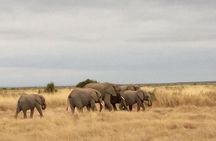 Daily departures 3 days masai mara by landcruiser